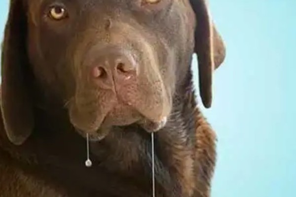 狗狗为什么反刍,生理性呕吐、急性胃炎等疾病都会引起