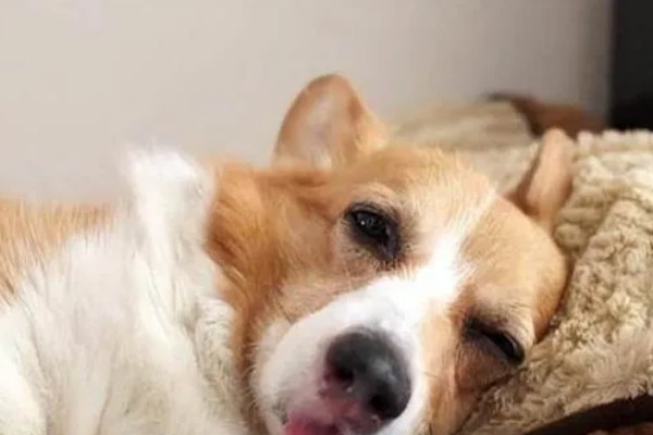 狗狗为什么反刍,生理性呕吐、急性胃炎等疾病都会引起