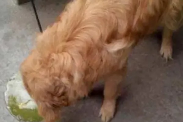 狗狗为什么反刍,生理性呕吐、急性胃炎等疾病都会引起