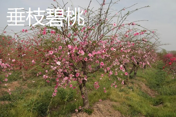 桃花的品种,垂枝碧桃、寿星桃等品种花色美观