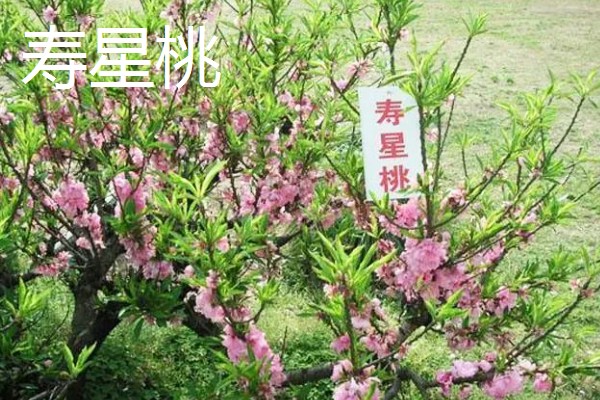 桃花的品种,垂枝碧桃、寿星桃等品种花色美观