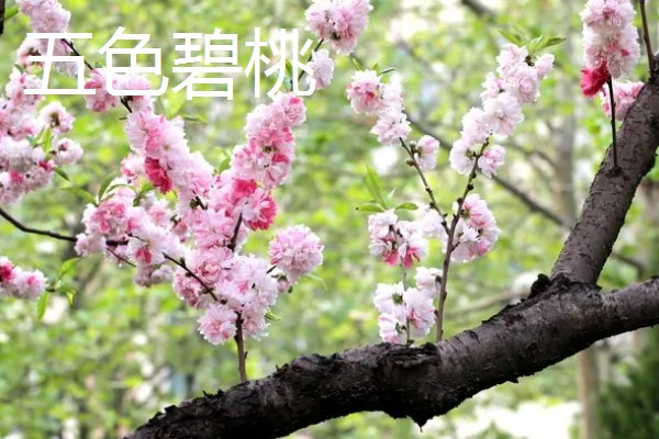 桃花的品种,垂枝碧桃、寿星桃等品种花色美观