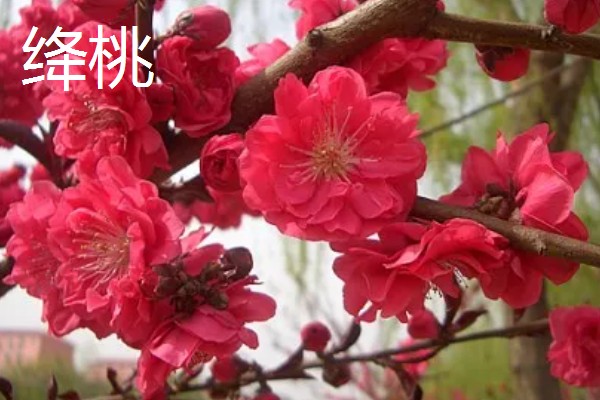 桃花的品种,垂枝碧桃、寿星桃等品种花色美观