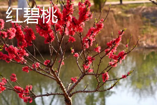 桃花的品种,垂枝碧桃、寿星桃等品种花色美观
