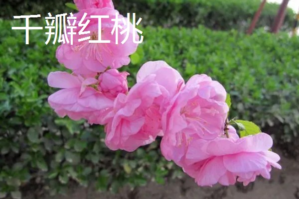 桃花的品种,垂枝碧桃、寿星桃等品种花色美观