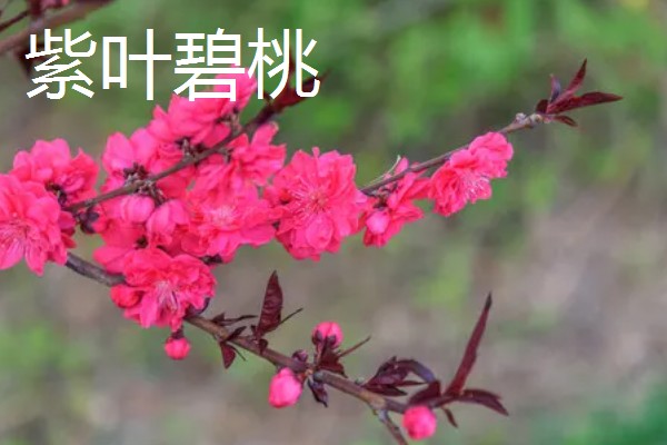 桃花的品种,垂枝碧桃、寿星桃等品种花色美观