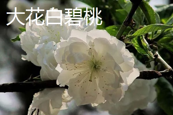 桃花的品种,垂枝碧桃、寿星桃等品种花色美观