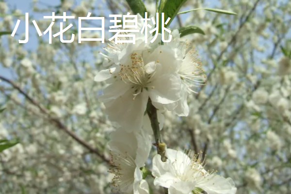 桃花的品种,垂枝碧桃、寿星桃等品种花色美观