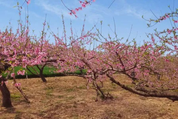 桃花的品种,垂枝碧桃、寿星桃等品种花色美观