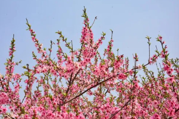 桃花的品种,垂枝碧桃、寿星桃等品种花色美观