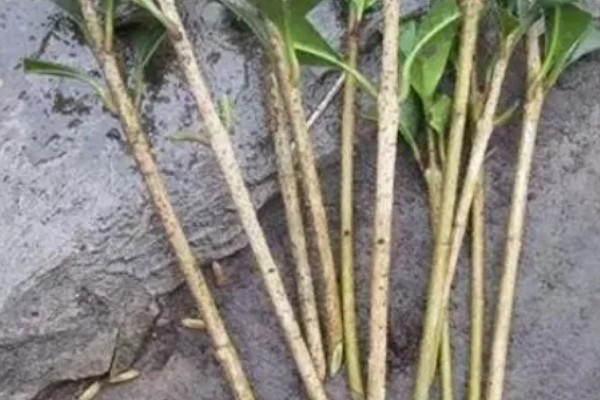 茶花怎么扦插，在春季4-5月或秋季的8-9月进行