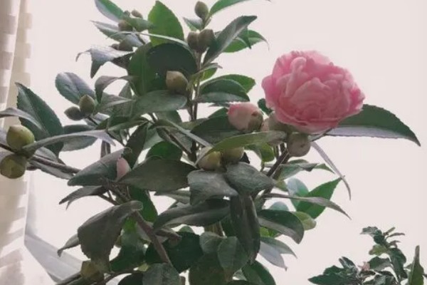 茶花怎么扦插，在春季4-5月或秋季的8-9月进行