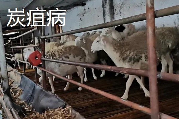 养羊容易发生哪些病，常见炭疽病、羊快疫、羊肠毒血症等类型