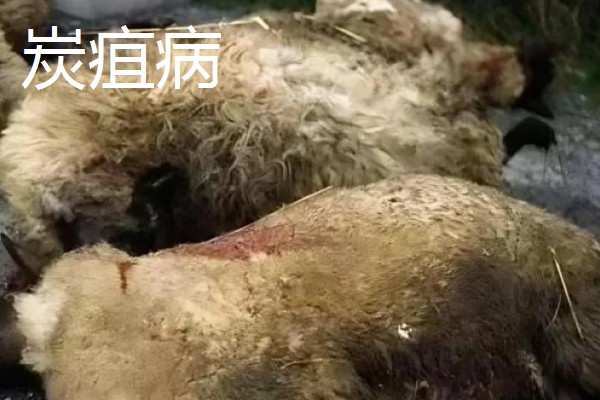 养羊容易发生哪些病，常见炭疽病、羊快疫、羊肠毒血症等类型