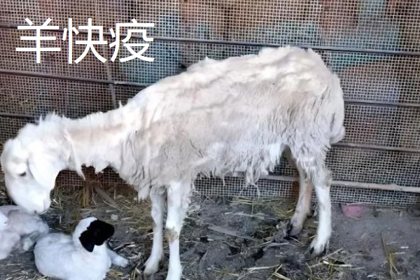 养羊容易发生哪些病，常见炭疽病、羊快疫、羊肠毒血症等类型