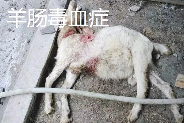 养羊容易发生哪些病，常见炭疽病、羊快疫、羊肠毒血症等类型