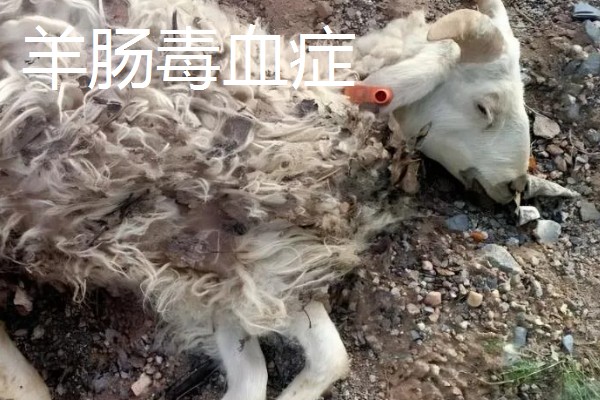 养羊容易发生哪些病，常见炭疽病、羊快疫、羊肠毒血症等类型