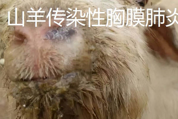 养羊容易发生哪些病，常见炭疽病、羊快疫、羊肠毒血症等类型