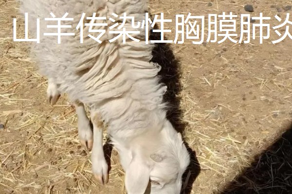 养羊容易发生哪些病，常见炭疽病、羊快疫、羊肠毒血症等类型