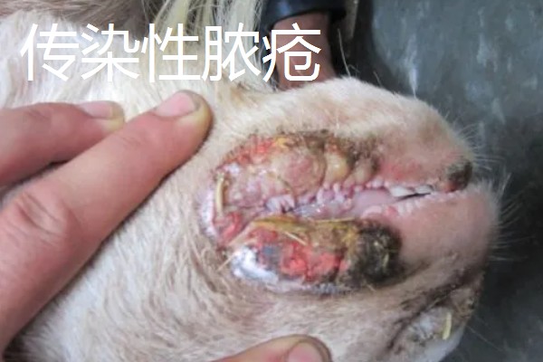 养羊容易发生哪些病，常见炭疽病、羊快疫、羊肠毒血症等类型