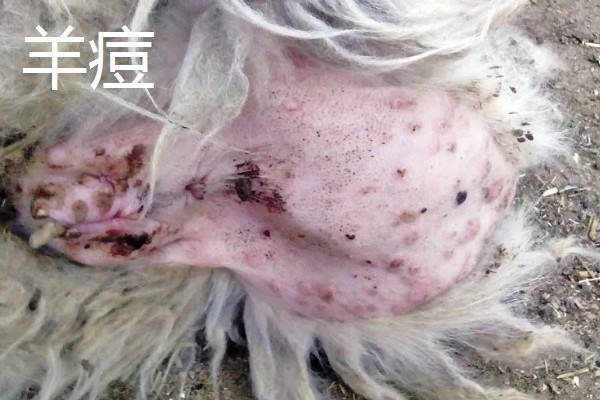 养羊容易发生哪些病，常见炭疽病、羊快疫、羊肠毒血症等类型