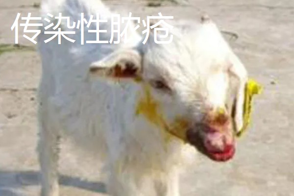 养羊容易发生哪些病，常见炭疽病、羊快疫、羊肠毒血症等类型