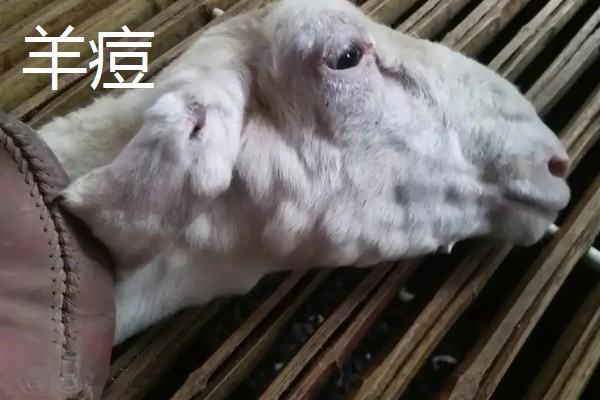 养羊容易发生哪些病，常见炭疽病、羊快疫、羊肠毒血症等类型