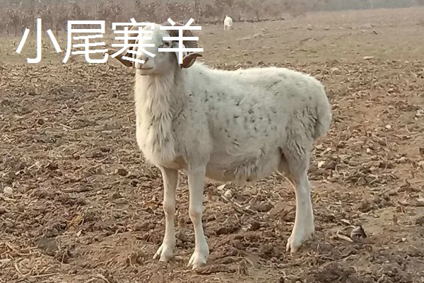 养羊容易发生哪些病，常见炭疽病、羊快疫、羊肠毒血症等类型