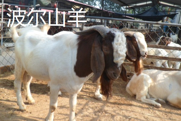 养羊容易发生哪些病，常见炭疽病、羊快疫、羊肠毒血症等类型