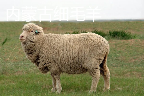 养羊容易发生哪些病，常见炭疽病、羊快疫、羊肠毒血症等类型