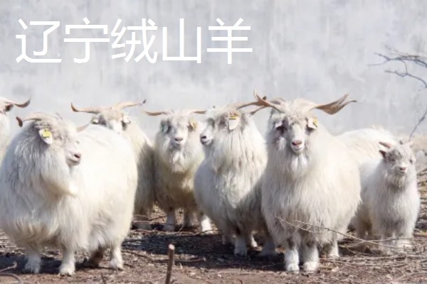 养羊容易发生哪些病，常见炭疽病、羊快疫、羊肠毒血症等类型
