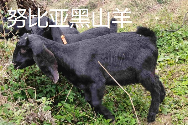 养羊容易发生哪些病，常见炭疽病、羊快疫、羊肠毒血症等类型