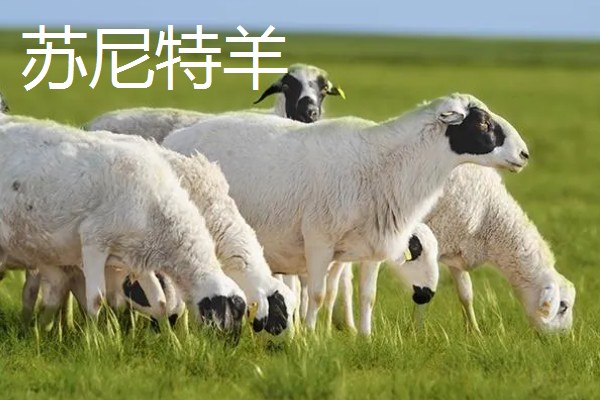 养羊容易发生哪些病，常见炭疽病、羊快疫、羊肠毒血症等类型