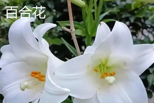百合花和马蹄莲有什么区别,前者属于百合科、后者属于天南星科
