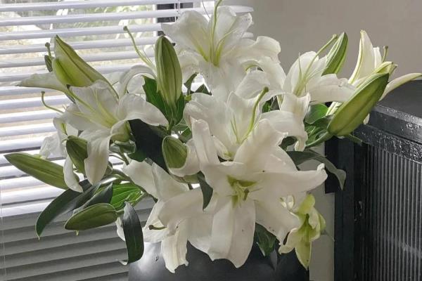 百合花和马蹄莲有什么区别,前者属于百合科、后者属于天南星科