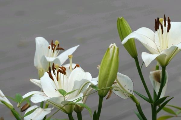 百合花和马蹄莲有什么区别,前者属于百合科、后者属于天南星科
