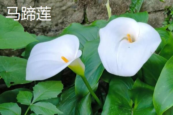 百合花和马蹄莲有什么区别,前者属于百合科、后者属于天南星科