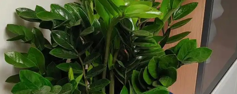 金钱树好不好养，算是一种比较好养的绿植