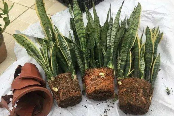 如何养殖金边虎尾兰,让植株接受散射光