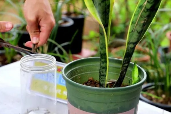 如何养殖金边虎尾兰,让植株接受散射光