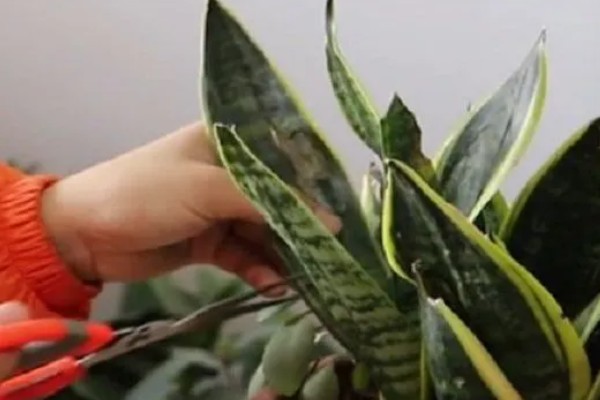 如何养殖金边虎尾兰,让植株接受散射光