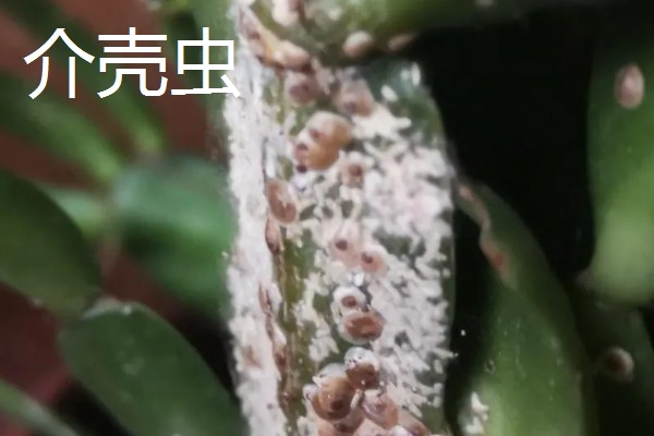 如何养殖金边虎尾兰,让植株接受散射光