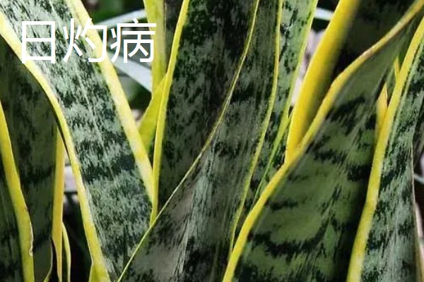 如何养殖金边虎尾兰,让植株接受散射光
