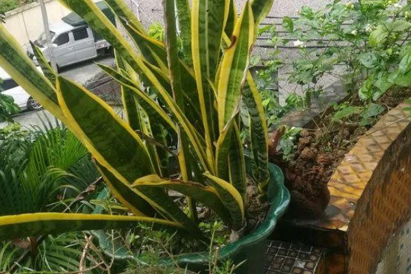 如何养殖金边虎尾兰,让植株接受散射光