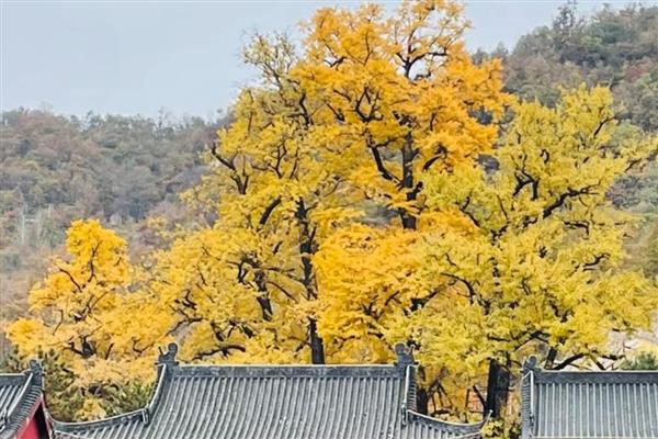 文殊寺银杏树的最佳观赏时间,在每年11月中旬到12月初
