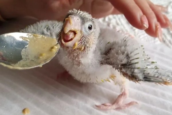 鹦鹉的喂食方法,2-4周龄的幼鸟每隔4-6小时喂一次