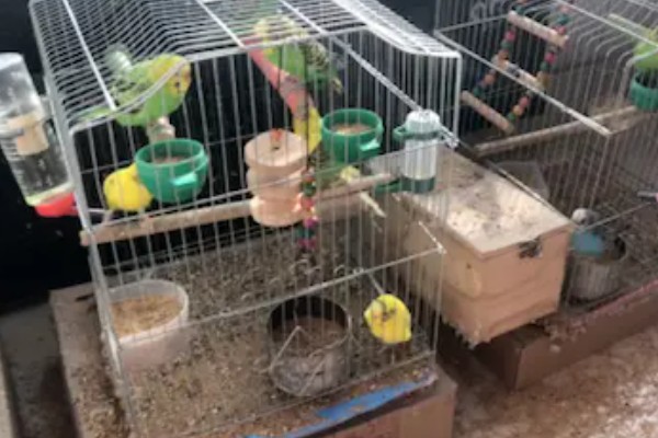 鹦鹉的喂食方法,2-4周龄的幼鸟每隔4-6小时喂一次