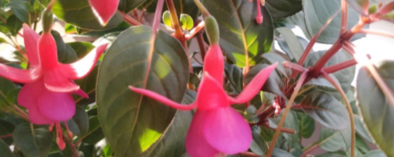 吊金钟花期掉花苞怎么处理，夏季要做好降温保湿