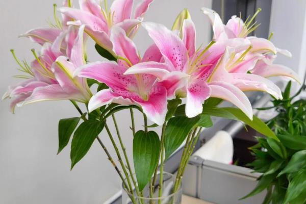 如何水培百合花，先对花枝进行修剪整形