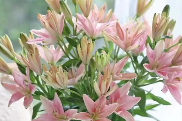如何水培百合花，先对花枝进行修剪整形
